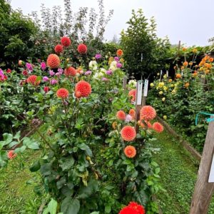 huge variety of dahlia blossoms